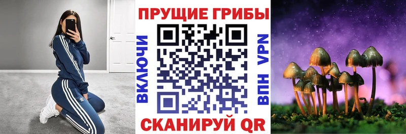 кракен зеркало Шали Галлюциногенные грибы Cubensis